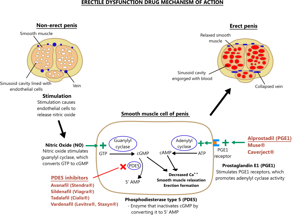 Erectile Dysfunction Medications