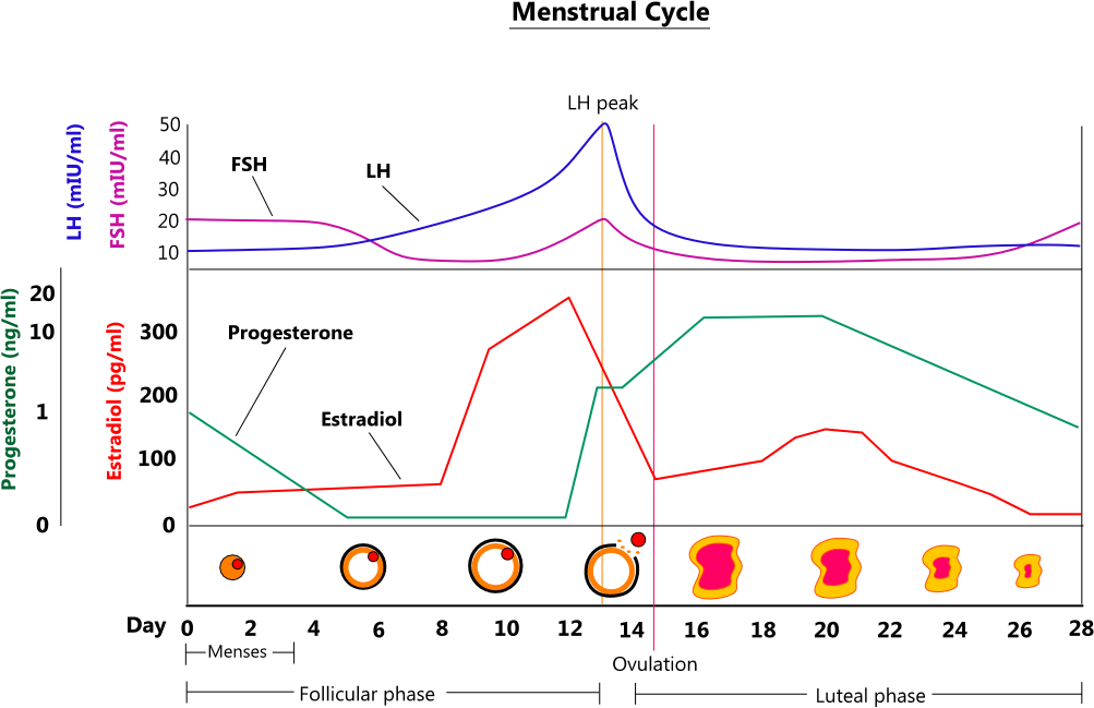 illustration of the female menstrual cycle