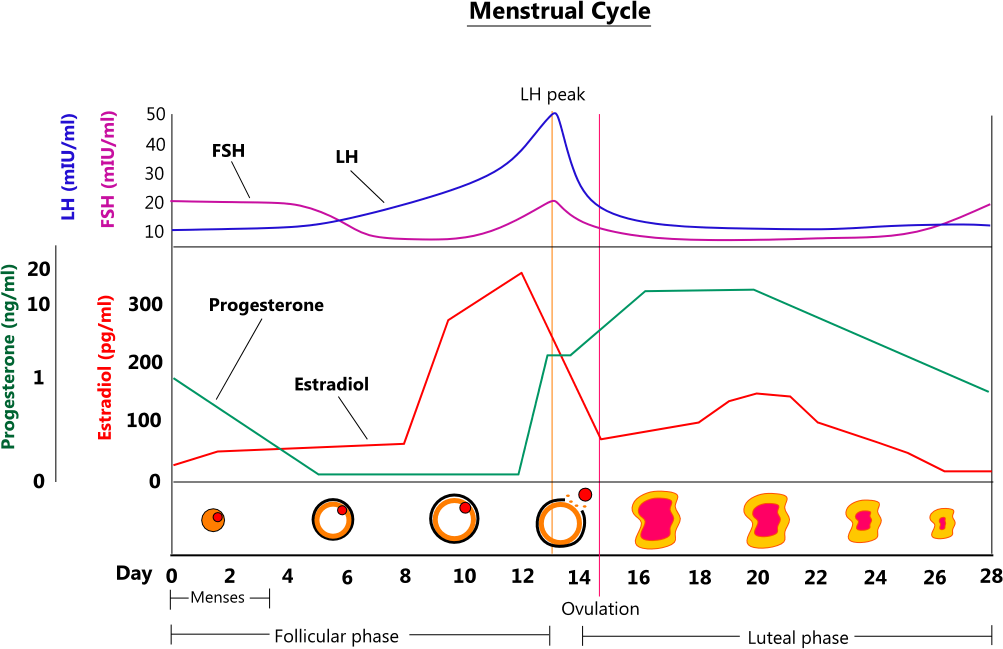 Menstrual Cycle Illustration