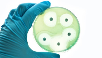 petri dish with antibiotic discs