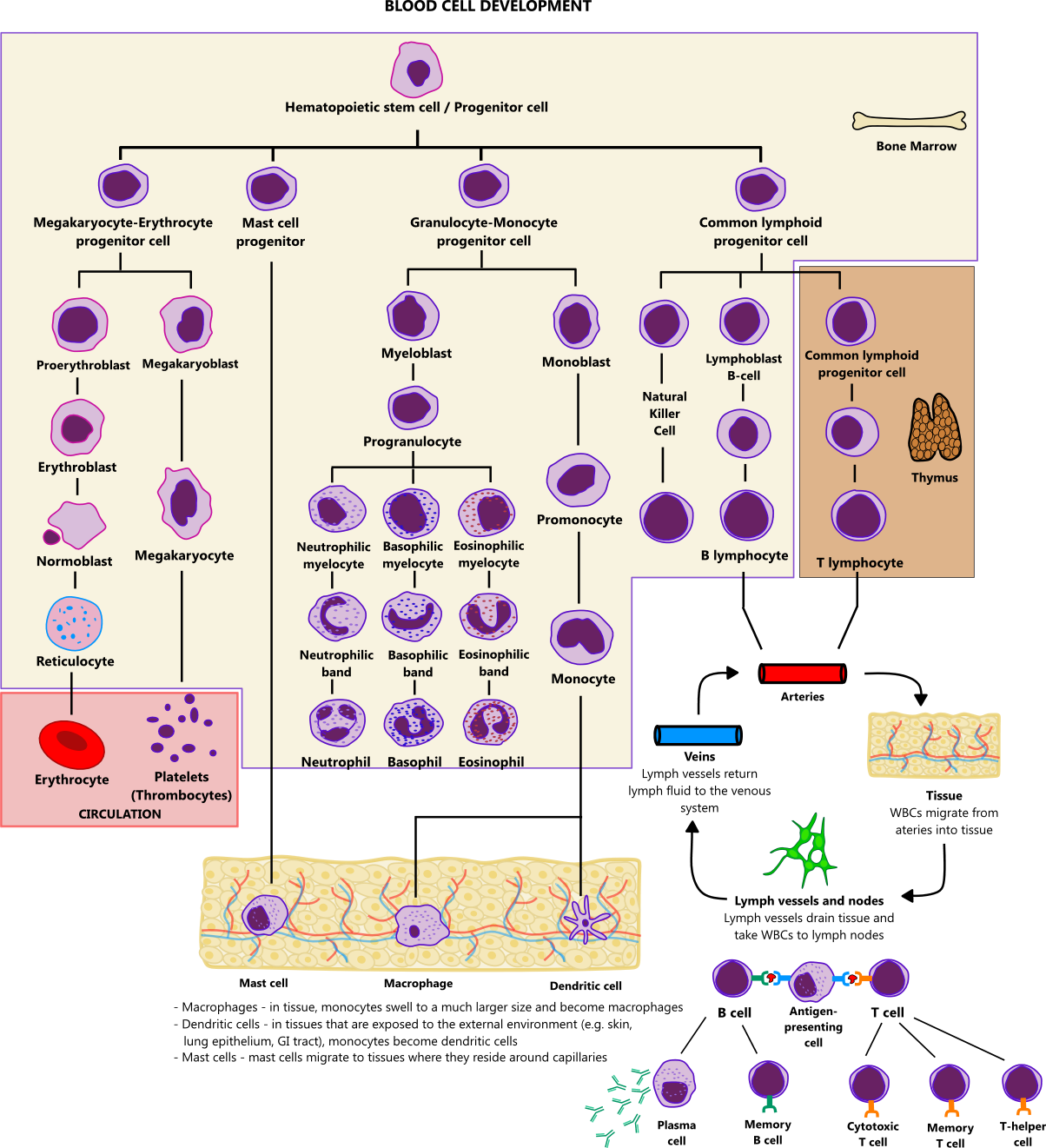 Blood Cell Development Illustration