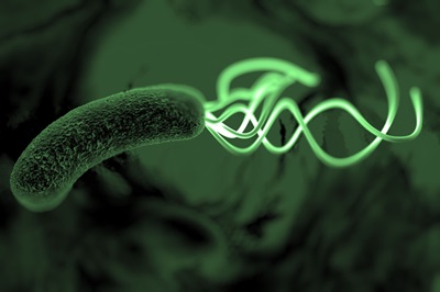 Image of H. pylori bacterium