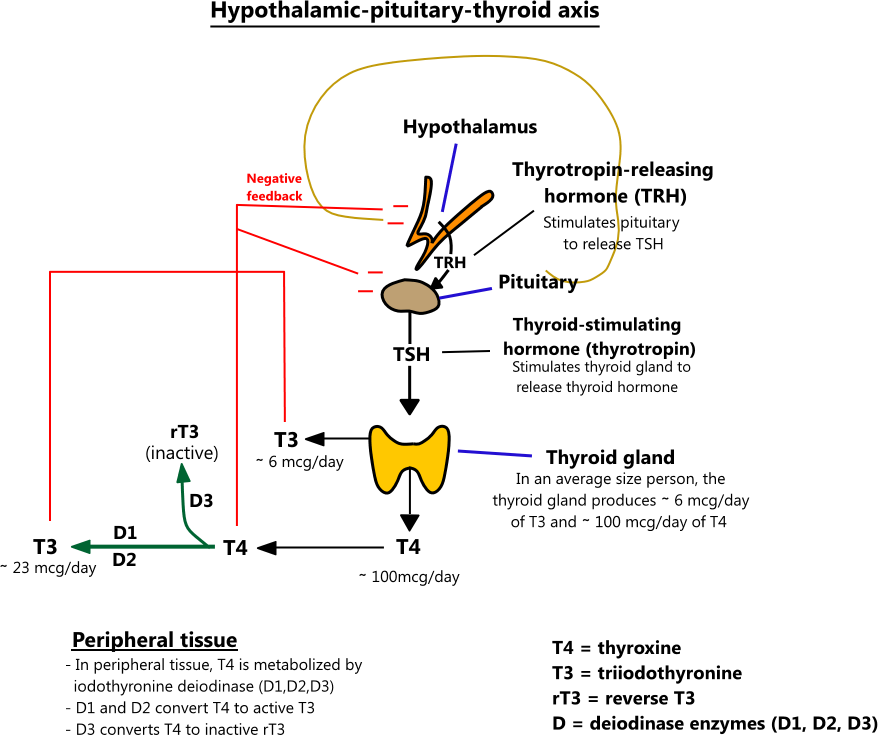 Hypothalamic-pituitary-thyroid axis illustration
