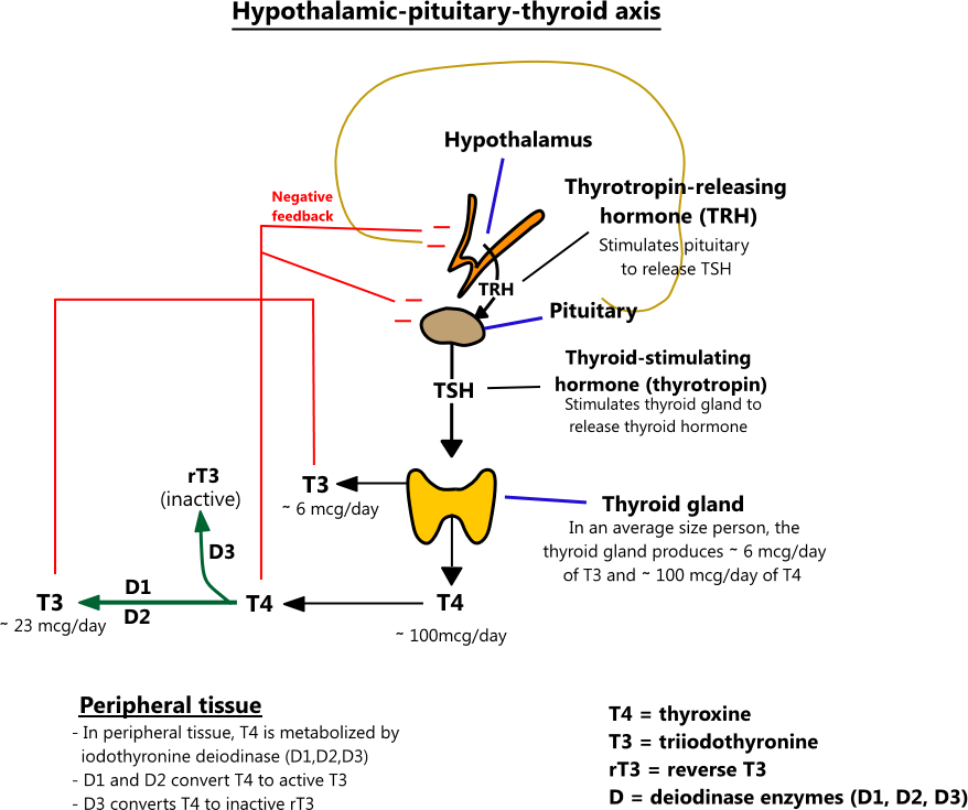 Hypothalamic pituitary thyroid Axis Illustration