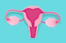 uterus and ovary illustration